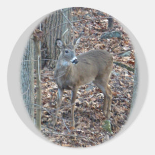 Whitetail Deer Spike Buck Series Classic Round Sticker