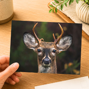 Whitetail Deer Wildlife Photography Postcard
