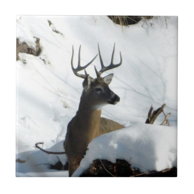 Whitetail Deer Winter Antlers Decorative Tile (Front)