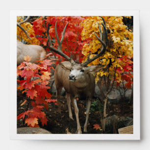 Whitetail In Autumn Envelopes