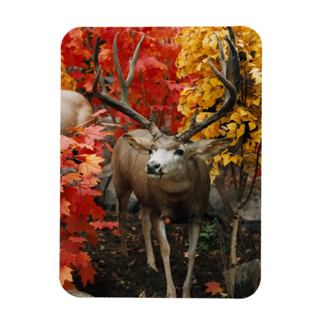 Whitetail In Autumn Magnet (Vertical)