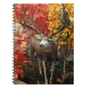 Whitetail In Autumn Notebook