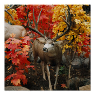 Whitetail In Autumn Poster