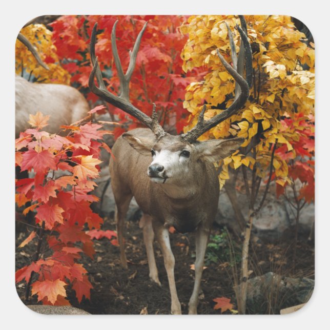 Whitetail In Autumn Square Sticker (Front)