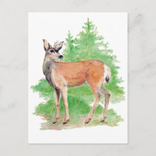 Whitetailed Deer Postcard