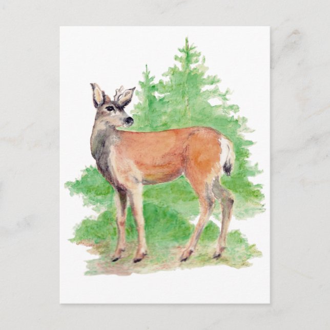 Whitetailed Deer Postcard (Front)