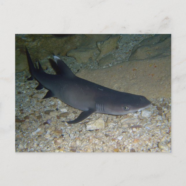 Whitetip Reef Shark Postcard (Front)