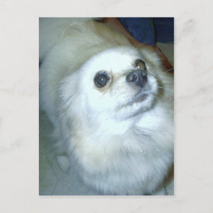 Who Me? Pomeranian Puppy Postcard