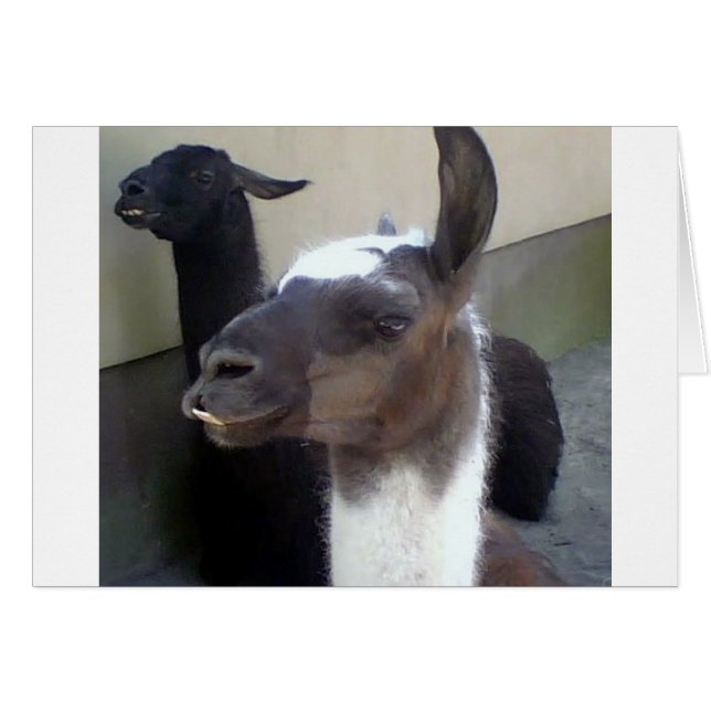 Who me? Zoo Llama design (Front Horizontal)