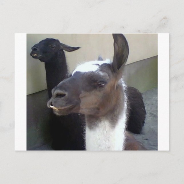 Who me? Zoo Llama design Postcard (Front)