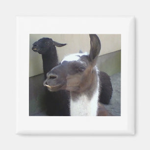 Who me? Zoo Llama image Magnet