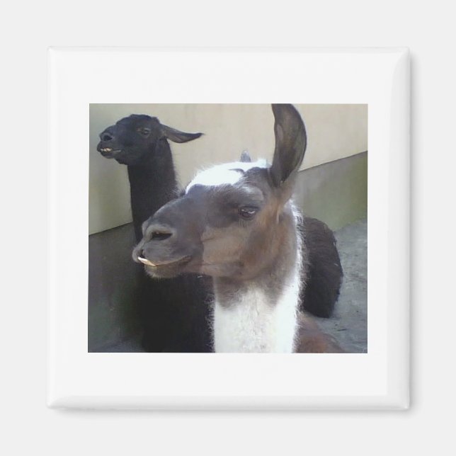 Who me? Zoo Llama image Magnet (Front)
