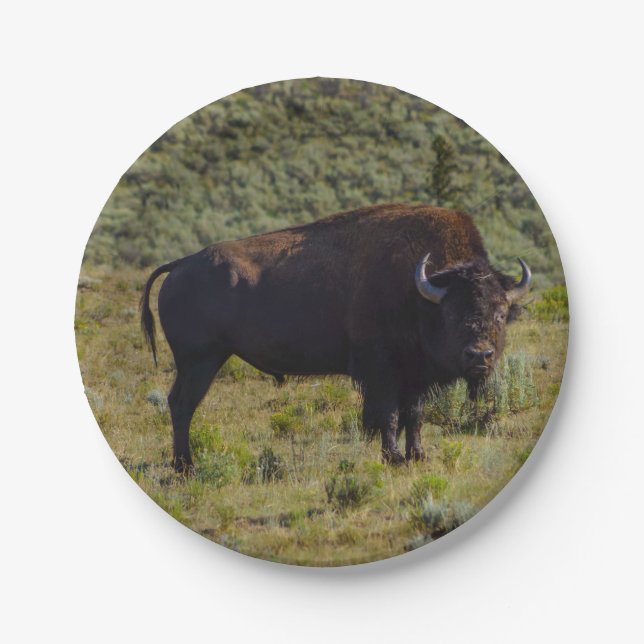 Who You Looking At Paper Plate (Front)