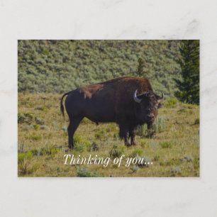 Who You Looking At Postcard