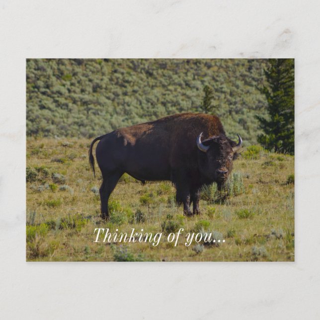 Who You Looking At Postcard (Front)