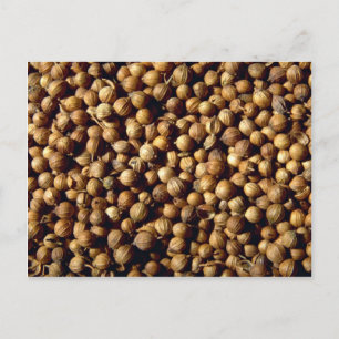 Whole coriander seeds postcard