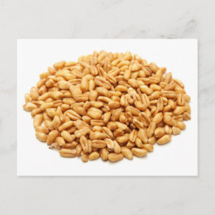 Whole wheat grains postcard