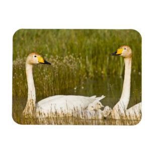 Whooper swan pair with cygnets in Iceland. Magnet