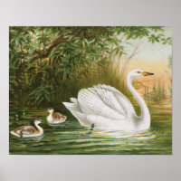 "Whooper Swan" Vintage Bird Illustration