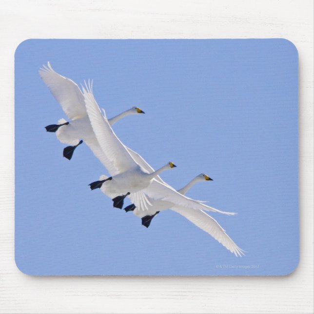 Whooper Swans flying in the sky Mouse Pad (Front)