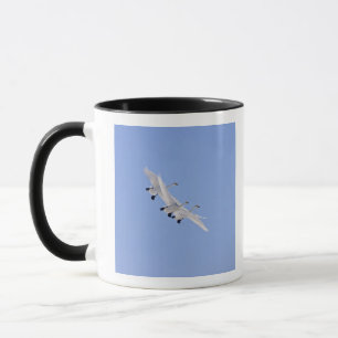 Whooper Swans flying in the sky Mug