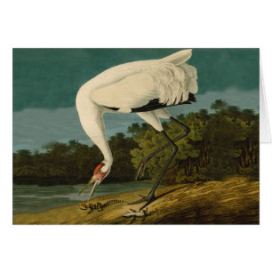 Whooping Crane Audubon Bird Painting