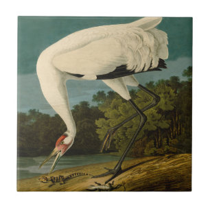 Whooping Crane Audubon Bird Painting Ceramic Tile