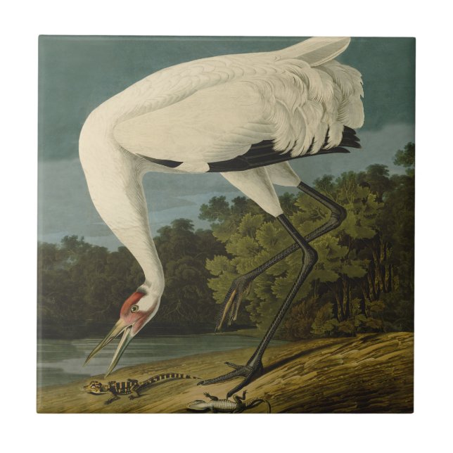 Whooping Crane Audubon Bird Painting Ceramic Tile (Front)