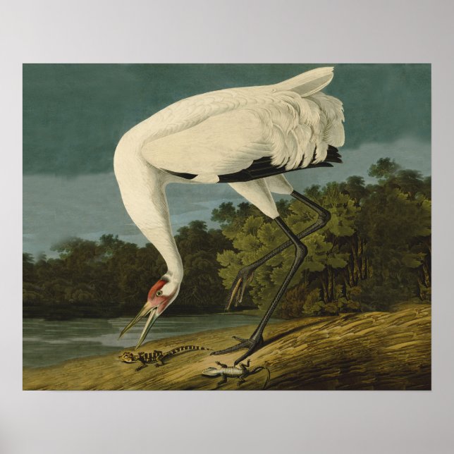 Whooping Crane Audubon Bird Painting Poster (Front)