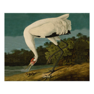 Whooping Crane Audubon Bird Painting Poster