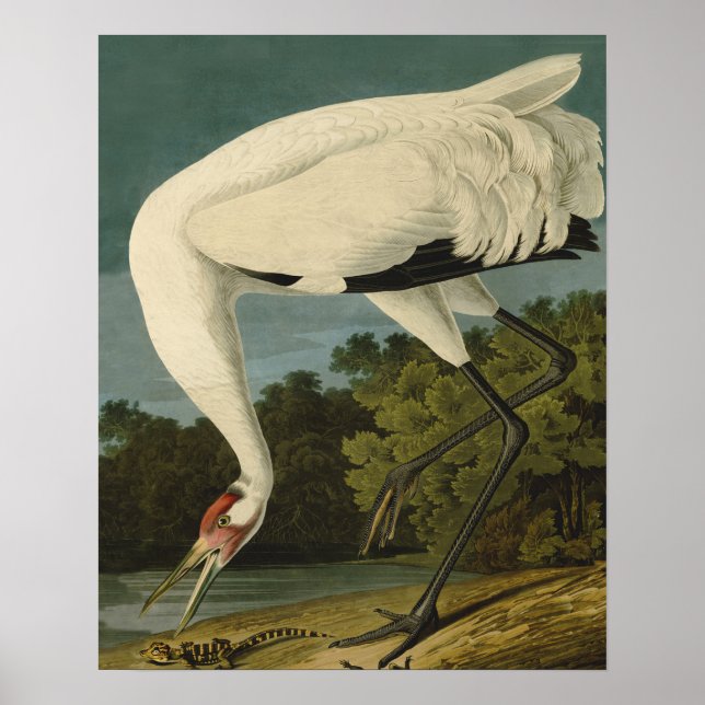 Whooping Crane Audubon Bird Painting Poster (Front)