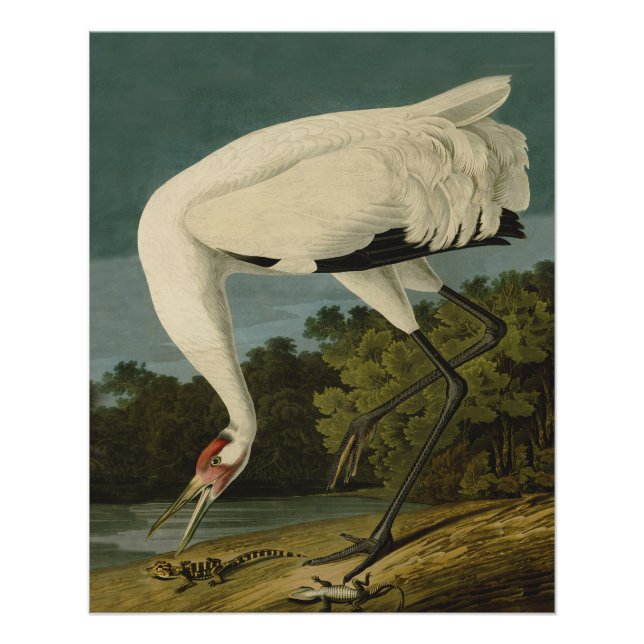 Whooping Crane Audubon Bird Painting Poster (Front)