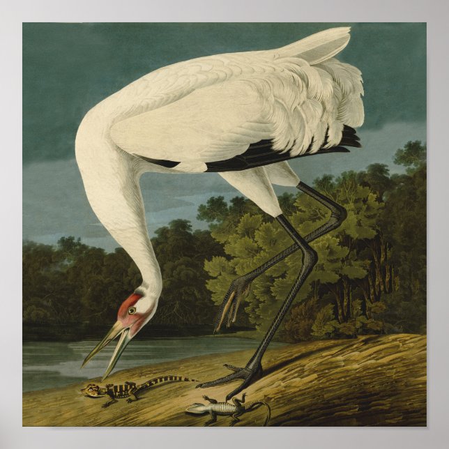Whooping Crane Audubon Bird Print (Front)