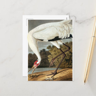 Whooping Crane by John James Audubon Holiday Postcard