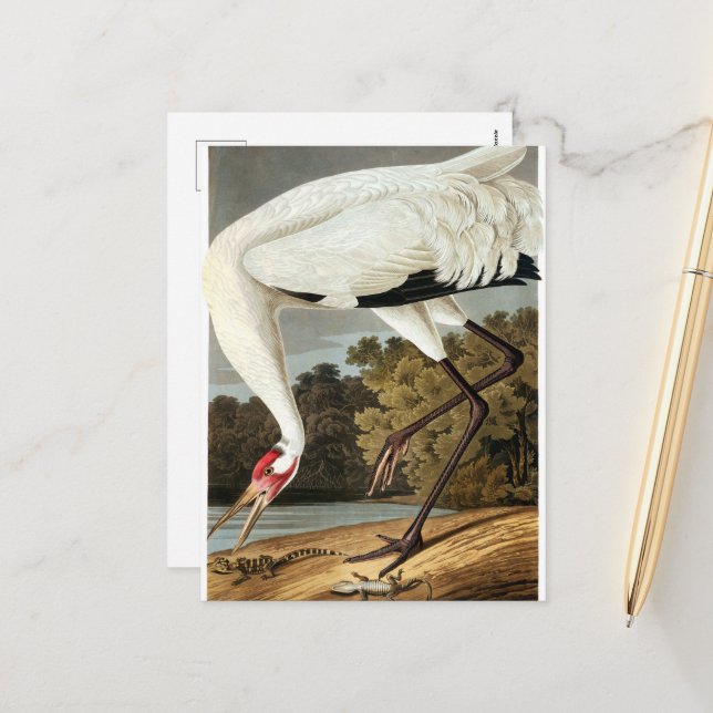 Whooping Crane by John James Audubon Holiday Postcard (Front/Back In Situ)