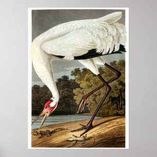 Whooping Crane by John James Audubon Poster