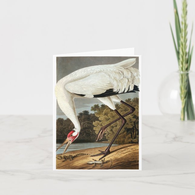 Whooping Crane by John James Audubon Thank You Card (Front)