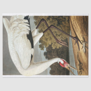Whooping Crane by John James Audubon Tissue Paper