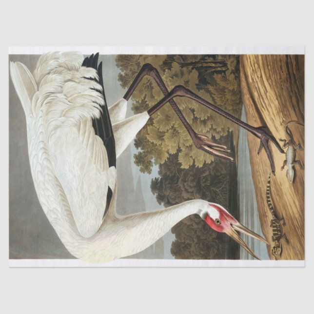Whooping Crane by John James Audubon Tissue Paper (Front)