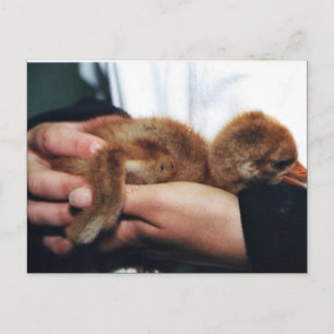 Whooping Crane Chick Postcard