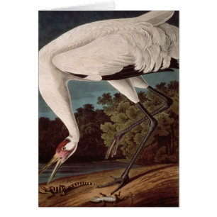 Whooping Crane, from 'Birds of America'