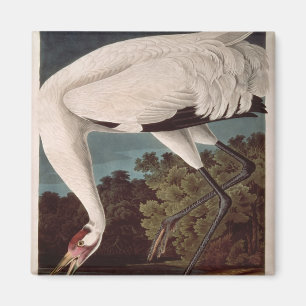 Whooping Crane, from 'Birds of America' Magnet