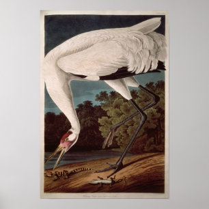 Whooping Crane, from 'Birds of America' Poster
