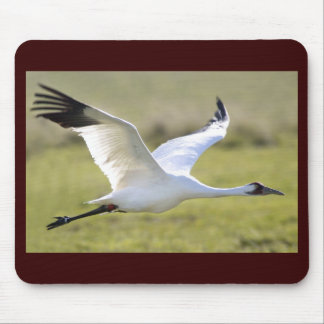 Whooping Crane (Grus americana) Mouse Pad
