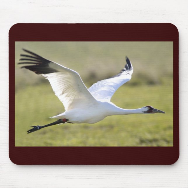Whooping Crane (Grus americana) Mouse Pad (Front)