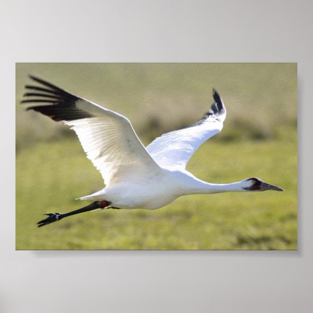 Whooping Crane (Grus americana) Poster (Front)