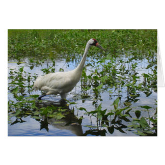 Whooping Crane Hunting