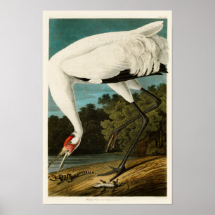 Whooping Crane John James Audubon Birds of America Poster