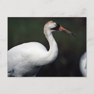 Whooping Crane Postcard