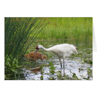 Whooping Cranes
